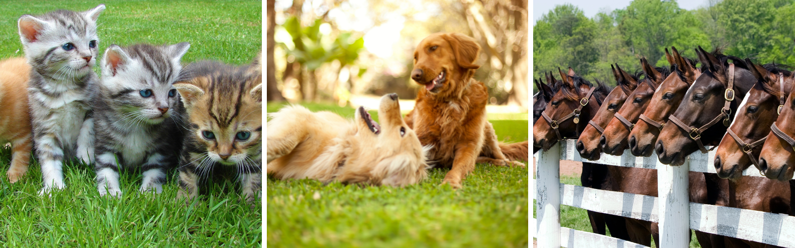 pet probiotic supplements for cats, dogs and horses